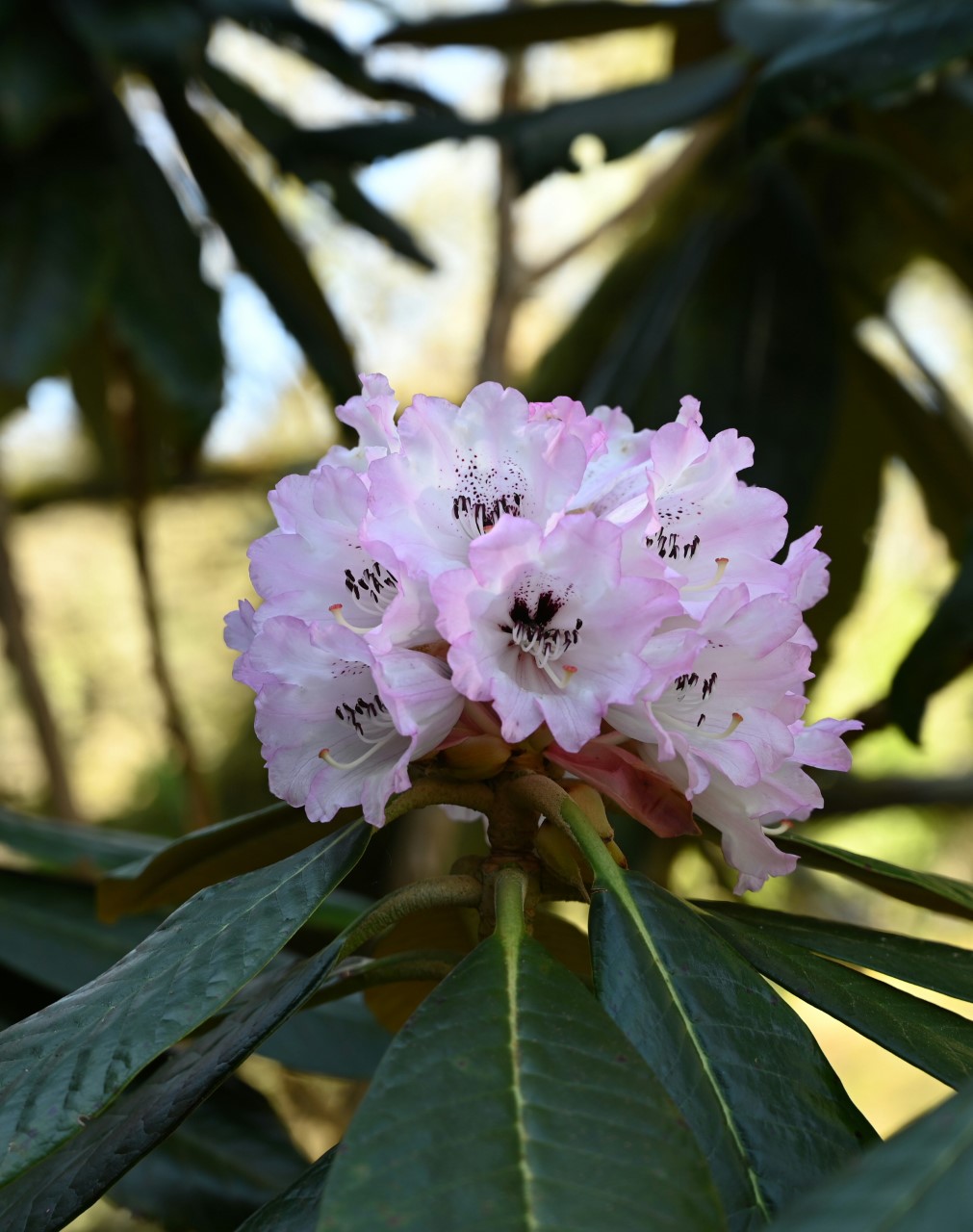 R. rex ssp. rex SICH 1154